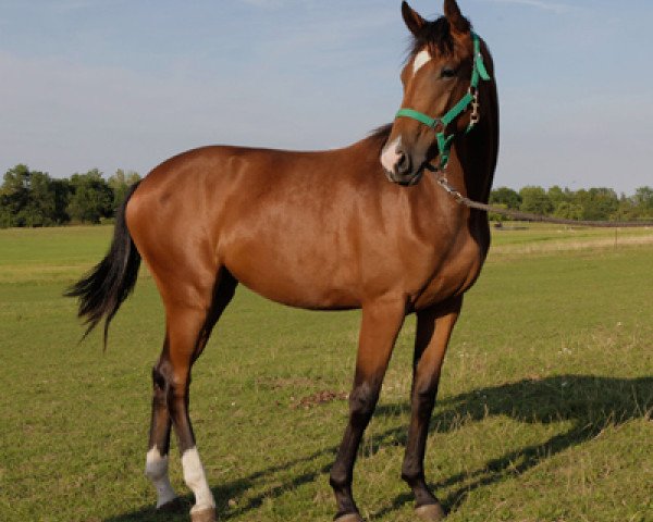 Zuchtstute Surprice Like Stella Hb (Oldenburger, 2011, von Surprice)