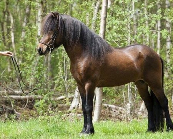 horse Axel frá Músarrindill (Iceland Horse, 2005, from Elrir frá Heiði)