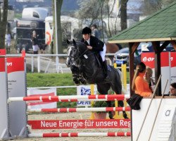 broodmare Cheerio Miss Sophie 2 (Holsteiner, 2008, from Canturo)