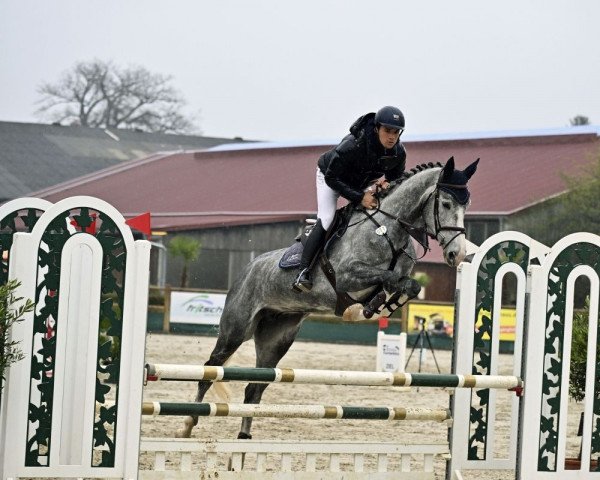 jumper Dadivosa (Oldenburg show jumper, 2017, from Diaron OLD)