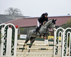jumper Dadivosa (Oldenburg show jumper, 2017, from Diaron OLD)