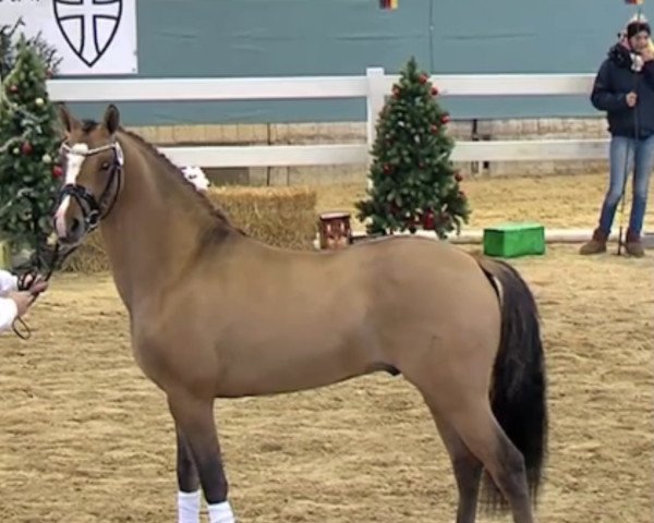 stallion Dream Big (German Riding Pony, 2017, from Dating AT NRW)