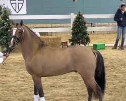 stallion Dream Big (German Riding Pony, 2017, from Dating AT NRW)