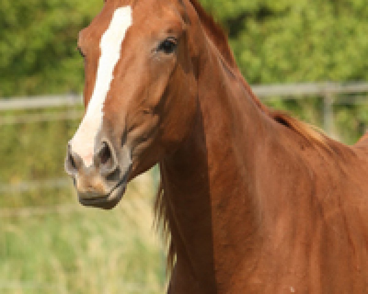 Pferd Zora (Rheinländer, 2010, von Zack)