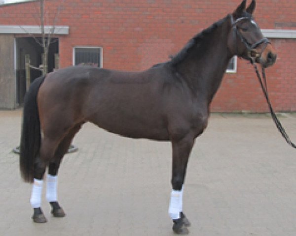 broodmare Sissi (Rhinelander, 2009, from Sarkozy 3)
