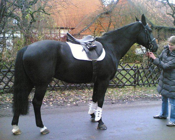 broodmare Wodessa Royal (Hanoverian, 1992, from Wodan)