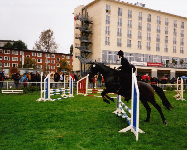 Pferd Toskana (Oldenburger, 1988, von Titus)