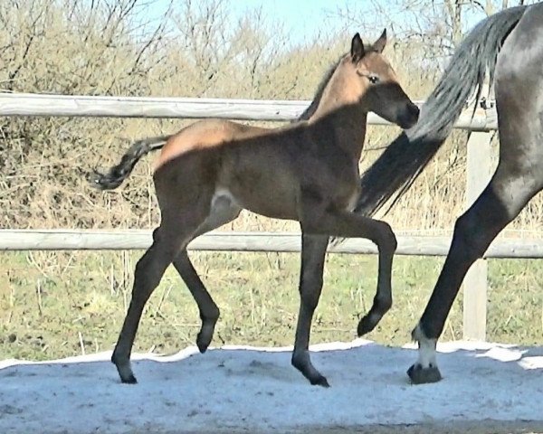 broodmare Sweet chocolate Kiss (Oldenburg, 2022, from Vivaldon)