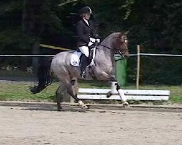 Zuchtstute Gretel (Deutsches Reitpony, 2008, von HET Golden Dream)