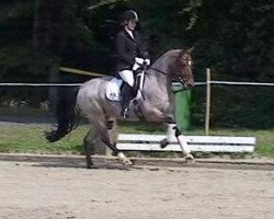 Zuchtstute Gretel (Deutsches Reitpony, 2008, von HET Golden Dream)
