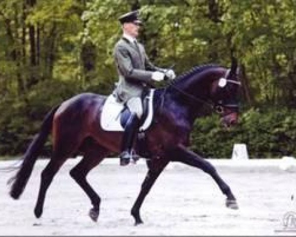 stallion Lewitz (Mecklenburg, 2004, from Lord Sinclair III) stallion Lewitz (Mecklenburg, 2004, from Lord Sinclair III)