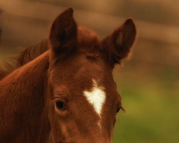 Pferd Fiadora (Hannoveraner, 2022, von Fürst Nymphenburg)