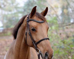 jumper Icloud (Hanoverian, 2013, from Inliner)