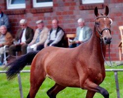 broodmare Chequilla G (Hanoverian, 2011, from Chequille)