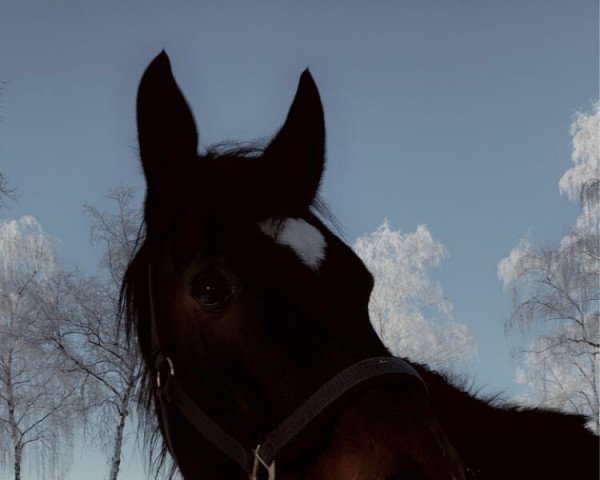 horse Gille (Hanoverian, 2008, from Chequille 2)