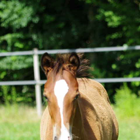 Pferd Kygo L (Trakehner, 2020, von Tecumseh)