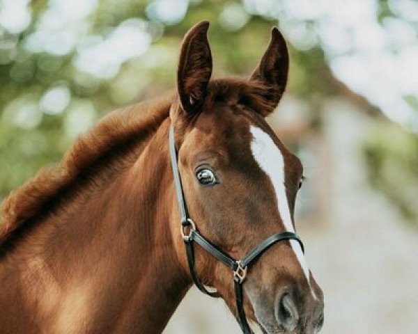 horse Color Selection L (Oldenburg, 2021, from Confess Color)