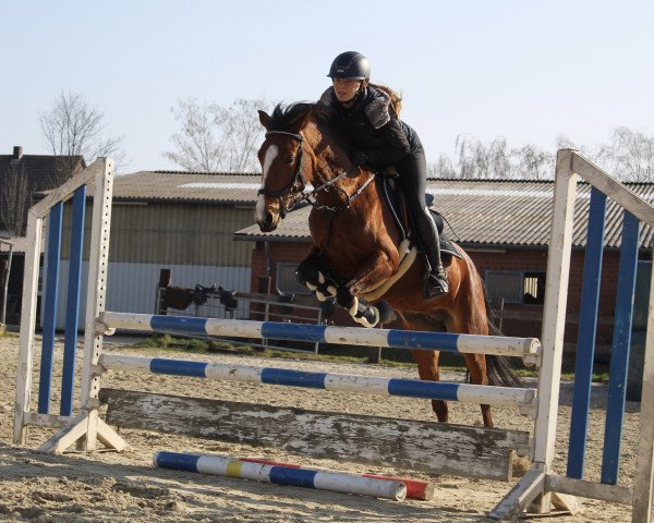 Zuchtstute Tequila Sunrise 74 (Deutsches Reitpony, 2013, von Top Dubidu)