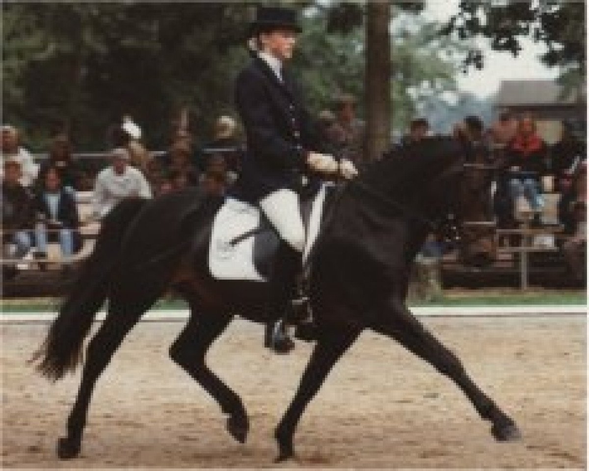 Deckhengst Morning Sun (New-Forest-Pony, 1990, von Maritim I)