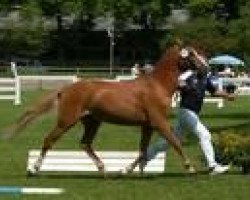 dressage horse Giglbergs Jaspis (German Riding Pony, 2004, from Giglberg Spotlight)
