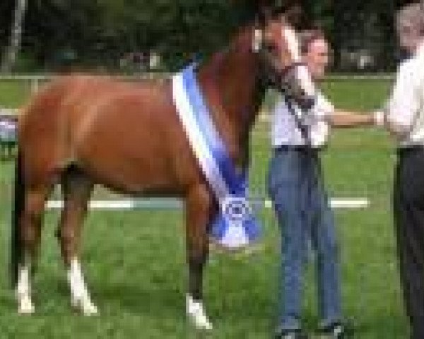 broodmare Sally (German Riding Pony, 2002, from Giglberg Spotlight)