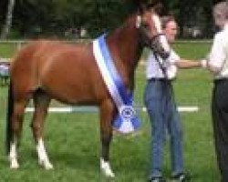 broodmare Sally (German Riding Pony, 2002, from Giglberg Spotlight)