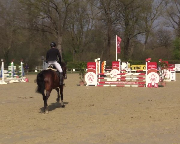 Reitturnier Münster-Handorf | Late Entry 2022