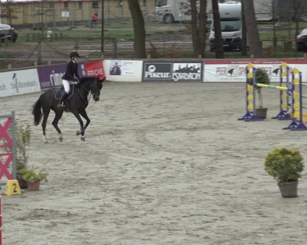 FEI Reitturnier Westergellersen (GER) 2022