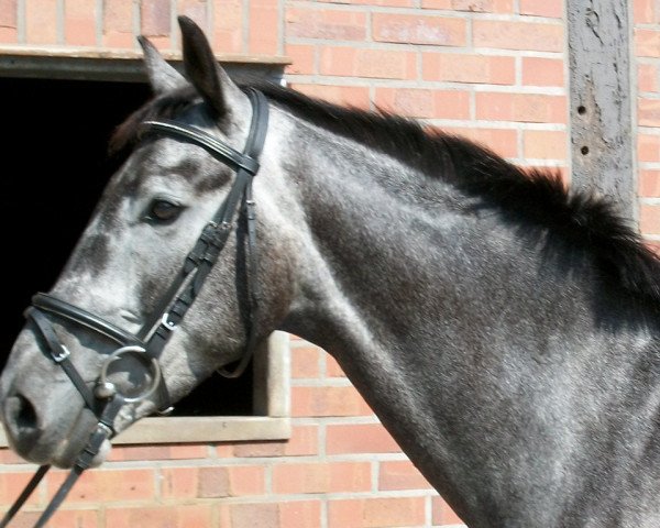 horse San Chopard (Oldenburg, 2007, from Sir Donnerhall I) horse San Chopard (Oldenburg, 2007, from Sir Donnerhall I)