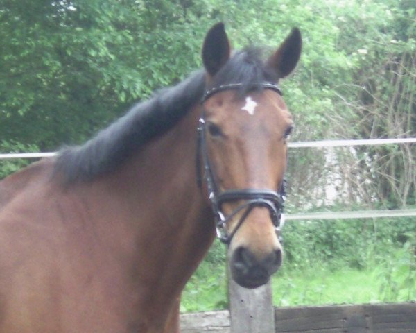 horse Aristoteles 9 (Westphalian, 1991, from Anmarsch)