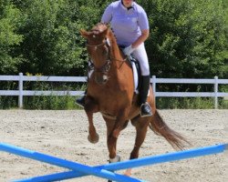 dressage horse Dancing Daisy O (Rhinelander, 2005, from Don Bedo I)