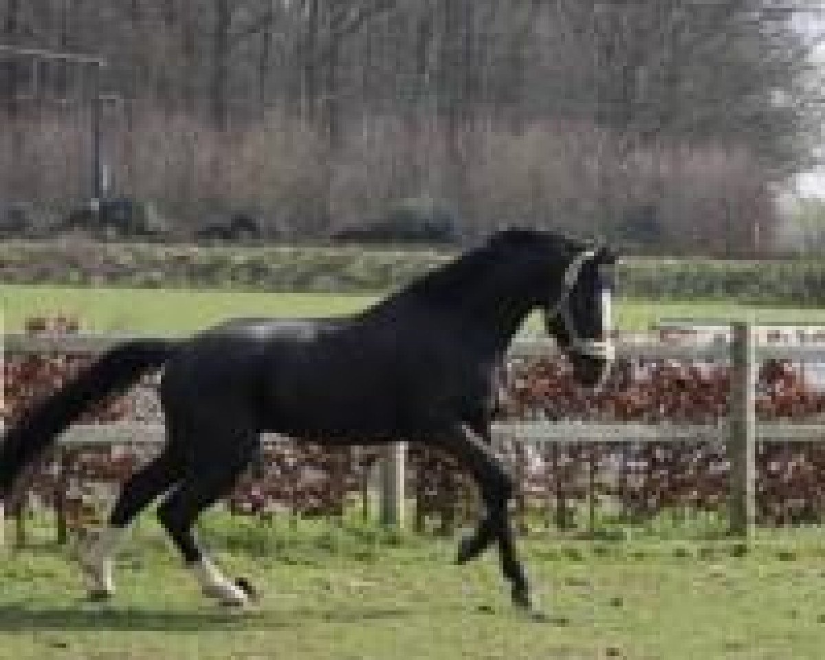 Springpferd Sting van de Withoeve (Hannoveraner, 2005, von Stolzenberg)