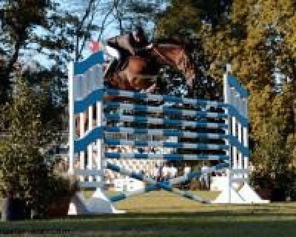 Zuchtstute Comptesse vd Withoeve (Belgisches Warmblut, 2002, von Sheyenne de Baugy) Zuchtstute Comptesse vd Withoeve (Belgisches Warmblut, 2002, von Sheyenne de Baugy)
