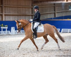 stallion Schelenburgs Mr. Sandman (German Riding Pony, 2017, from FS Mr. Right)