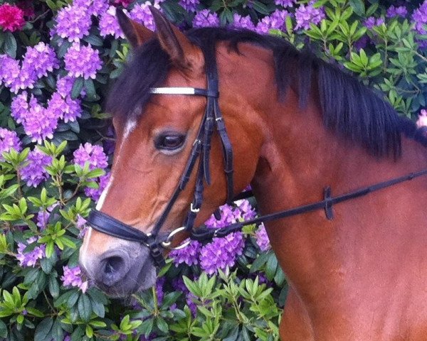 Dressurpferd Grace 376 (Deutsches Reitpony, 2005, von Losander)