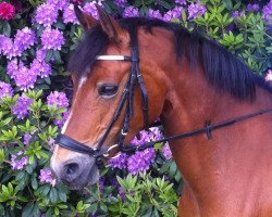 dressage horse Grace 376 (German Riding Pony, 2005, from Losander)