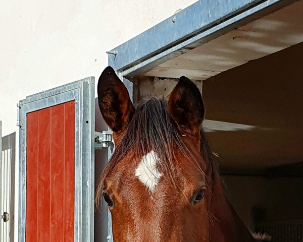 Pferd Armani (Trakehner, 2020, von High Motion 2)