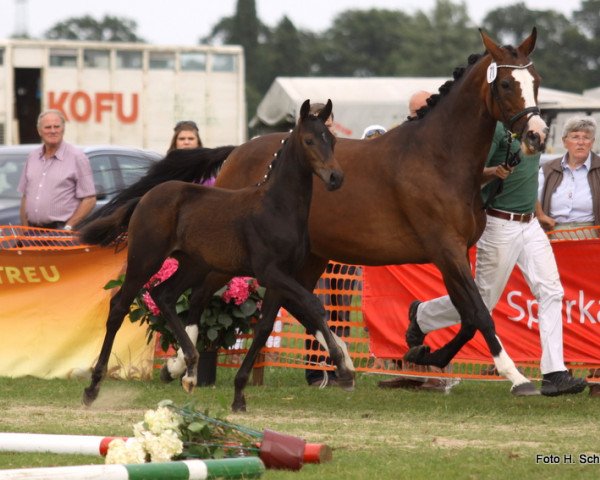 horse Stute von Zonik (Rhinelander, 2013, from Zonik)