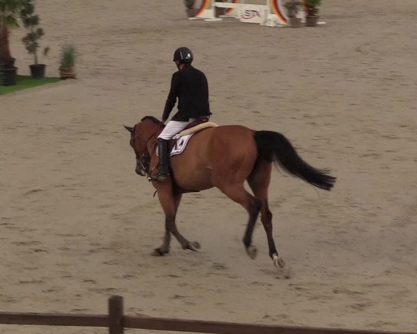 FEI Reitturnier Westergellersen (GER) 2022