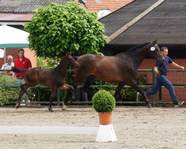 horse Quo Vadis W (Westphalian, 2013, from Quasar de Charry)