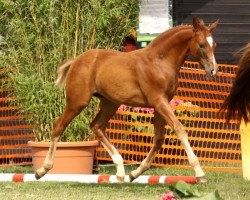 dressage horse Quebeque (Rhinelander, 2013, from Quotenkoenig 2)
