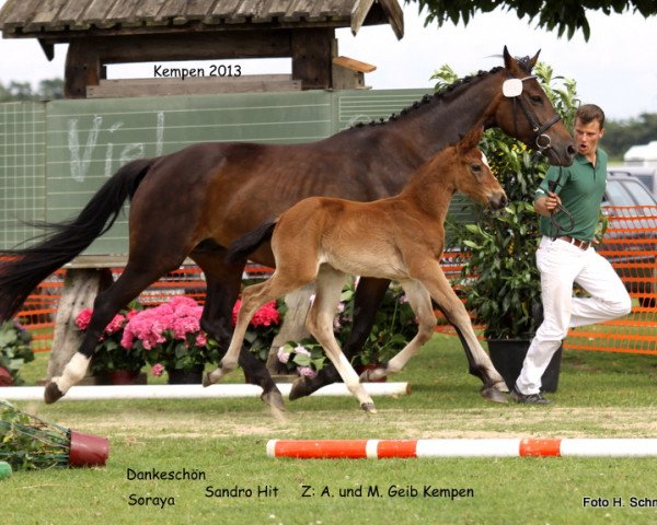 horse Stute von Dankeschön (Rhinelander, 2013, from Dankeschön)