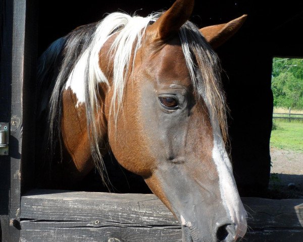 stallion Shagar (Arab half breed / Partbred, 1995, from Ameen EAO) stallion Shagar (Arab half breed / Partbred, 1995, from Ameen EAO)