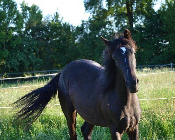 broodmare Vilja chiaro di Luna R (German Riding Pony, 2011, from Vincent) broodmare Vilja chiaro di Luna R (German Riding Pony, 2011, from Vincent)