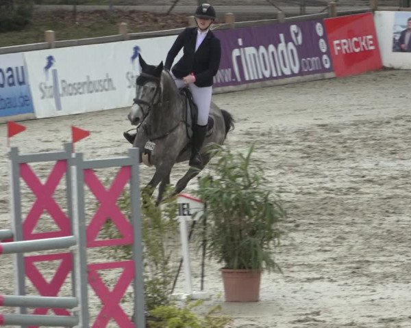 FEI Reitturnier Westergellersen (GER) 2022