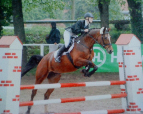 dressage horse Pebbels 14 (Westphalian, 2001, from Pavarotti van de Helle)