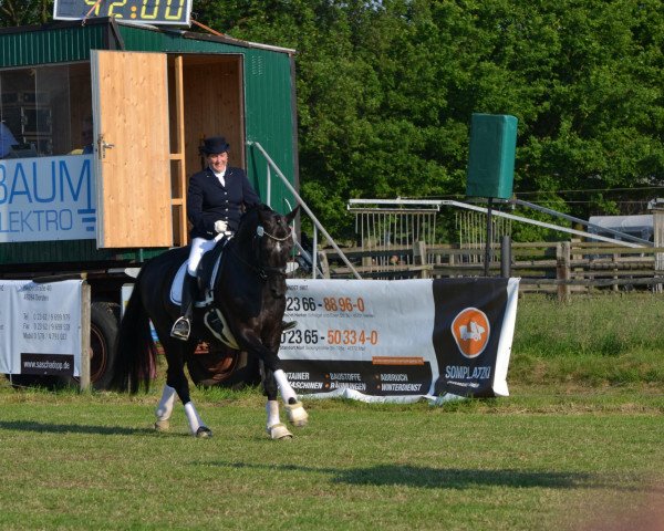 broodmare Samantha 175 (Hanoverian, 2006, from Sandro Hit)