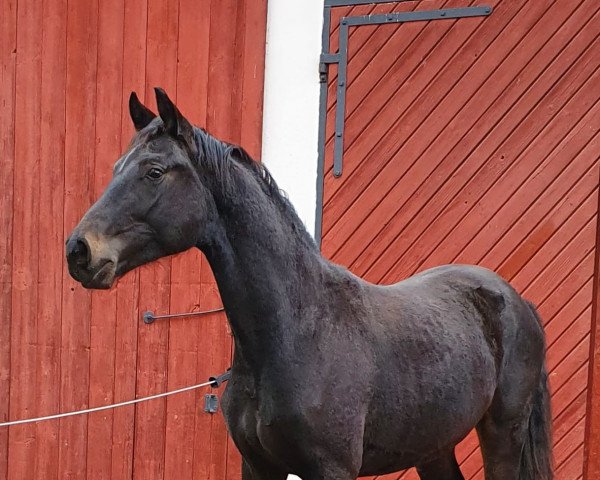 horse For You L (Oldenburg, 2020, from For Romance I)
