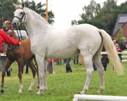broodmare Cracker Jane (Westphalian, 2001, from Coronino)