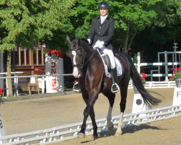 dressage horse Gestüt Quellensee's Catani (Rhinelander, 2005, from Calido I)